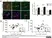 Anti Mouse CD206 Antibody, clone MR5D3 thumbnail image 8