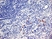 Anti Mouse CD252 Antibody, clone OX-89 thumbnail image 1