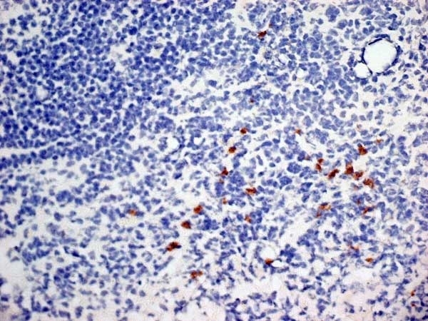 Anti Mouse CD252 Antibody, clone OX-89 gallery image 1