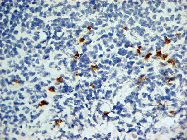 Anti Mouse CD252 Antibody, clone OX-89 gallery image 2
