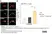 Anti Mouse CD279 Antibody, clone RMP1-30 thumbnail image 2
