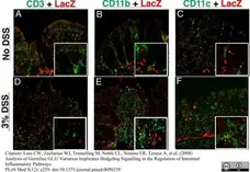 Anti Mouse CD3 Antibody, clone 145-2C11 gallery image 1
