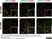 Anti Mouse CD3 Antibody, clone 145-2C11 thumbnail image 1