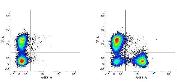 Anti Mouse CD3 Antibody, clone 145-2C11 | Bio-Rad