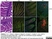 Anti Mouse CD3 Antibody, clone 145-2C11 thumbnail image 3