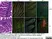 Anti Mouse CD3 Antibody, clone 145-2C11 thumbnail image 3