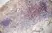 Anti Mouse CD3 Antibody, clone KT3 thumbnail image 10
