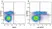 Anti Mouse CD3 Antibody, clone KT3 thumbnail image 105