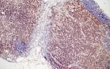 Anti Mouse CD3 Antibody, clone KT3 gallery image 11