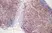 Anti Mouse CD3 Antibody, clone KT3 thumbnail image 11