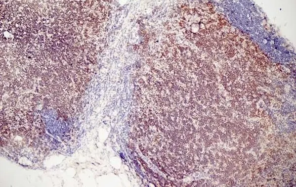 Anti Mouse CD3 Antibody, clone KT3 gallery image 11