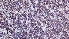 Anti Mouse CD3 Antibody, clone KT3 gallery image 12