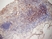 Anti Mouse CD3 Antibody, clone KT3 thumbnail image 11