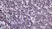 Anti Mouse CD3 Antibody, clone KT3 thumbnail image 12