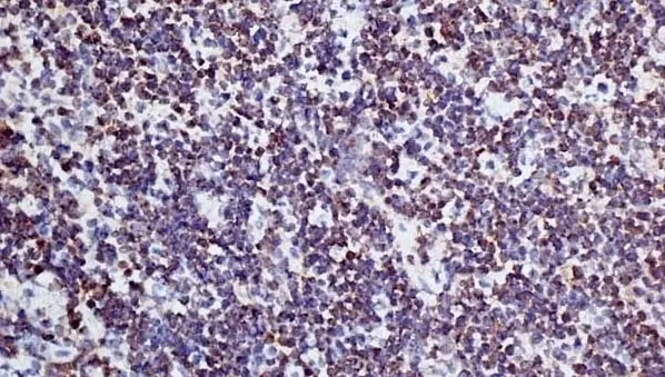 Anti Mouse CD3 Antibody, clone KT3 gallery image 12