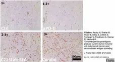 Anti Mouse CD3 Antibody, clone KT3 gallery image 124