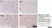 Anti Mouse CD3 Antibody, clone KT3 thumbnail image 124