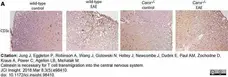 Anti Mouse CD3 Antibody, clone KT3 gallery image 125