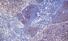 Anti Mouse CD3 Antibody, clone KT3 gallery image 13