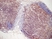 Anti Mouse CD3 Antibody, clone KT3 thumbnail image 13