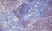 Anti Mouse CD3 Antibody, clone KT3 thumbnail image 13