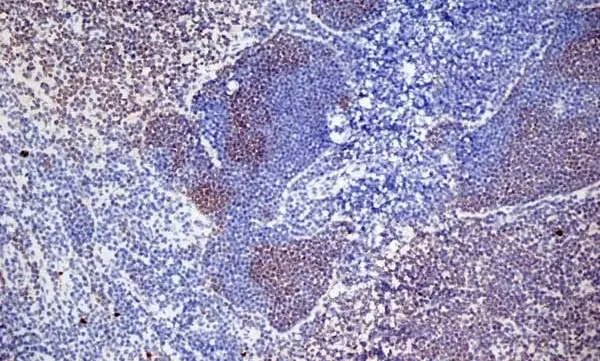 Anti Mouse CD3 Antibody, clone KT3 gallery image 13