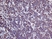 Anti Mouse CD3 Antibody, clone KT3 thumbnail image 14