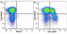 Anti Mouse CD3 Antibody, clone KT3 gallery image 140