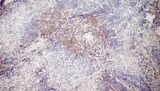 Anti Mouse CD3 Antibody, clone KT3 gallery image 15