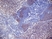 Anti Mouse CD3 Antibody, clone KT3 thumbnail image 15