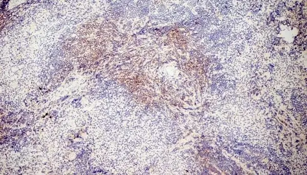 Anti Mouse CD3 Antibody, clone KT3 gallery image 15