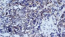 Anti Mouse CD3 Antibody, clone KT3 gallery image 16