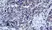 Anti Mouse CD3 Antibody, clone KT3 thumbnail image 16