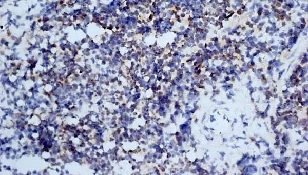 Anti Mouse CD3 Antibody, clone KT3 gallery image 16