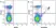 Anti Mouse CD3 Antibody, clone KT3 thumbnail image 27