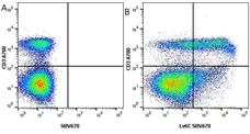 Anti Mouse CD3 Antibody, clone KT3 gallery image 31