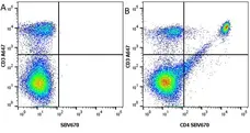 Anti Mouse CD3 Antibody, clone KT3 gallery image 32