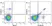 Anti Mouse CD3 Antibody, clone KT3 thumbnail image 49