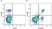 Anti Mouse CD3 Antibody, clone KT3 thumbnail image 57