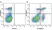 Anti Mouse CD3 Antibody, clone KT3 thumbnail image 86