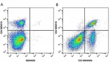 Anti Mouse CD3 Antibody, clone KT3 gallery image 89
