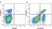 Anti Mouse CD3 Antibody, clone KT3 thumbnail image 89