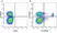 Anti Mouse CD3 Antibody, clone KT3 thumbnail image 91