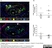 Anti Mouse CD301 Antibody, clone ER-MP23 thumbnail image 1