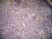 Anti Mouse CD301 Antibody, clone ER-MP23 thumbnail image 3