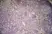 Anti Mouse CD301 Antibody, clone ER-MP23 thumbnail image 3
