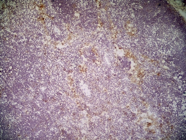 Anti Mouse CD301 Antibody, clone ER-MP23 gallery image 3