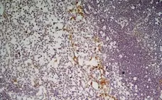Anti Mouse CD301 Antibody, clone ER-MP23 gallery image 4