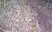 Anti Mouse CD301 Antibody, clone ER-MP23 thumbnail image 4