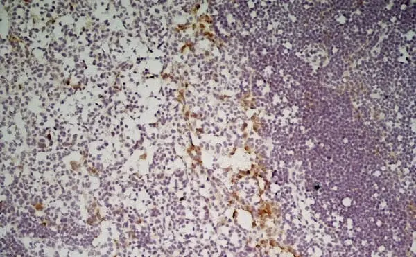 Anti Mouse CD301 Antibody, clone ER-MP23 gallery image 4